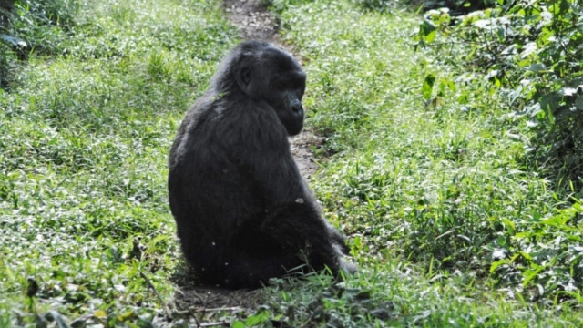 Gorilla trekking in Bwindi Impenetrable Forest