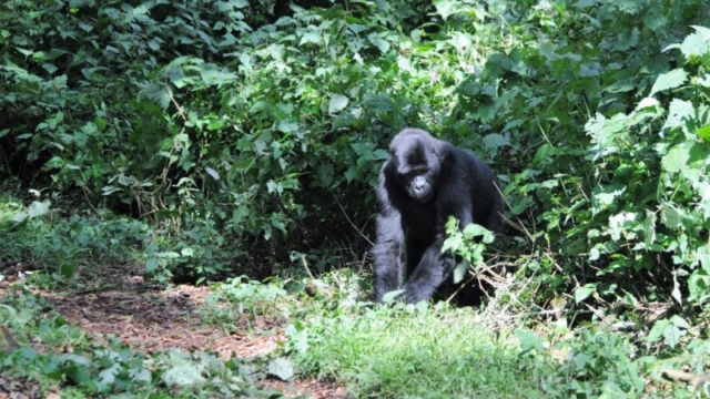 Gorilla trekking in Bwindi Impenetrable Forest