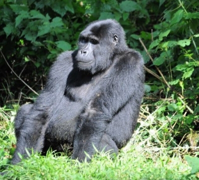 Gorilla trekking in Bwindi Impenetrable Forest