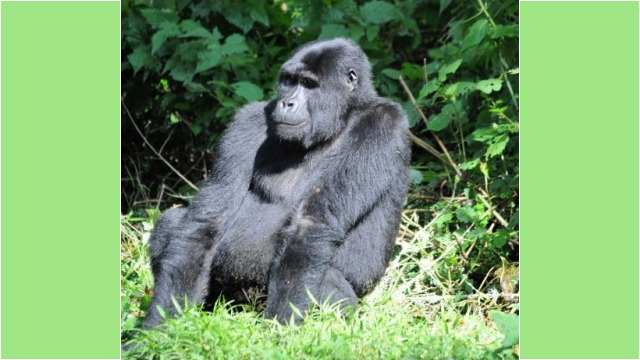 Gorilla trekking in Bwindi Impenetrable Forest