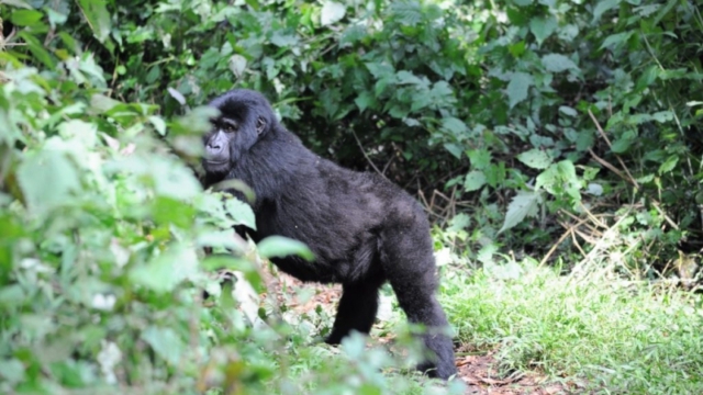 Gorilla trekking in Bwindi Impenetrable Forest
