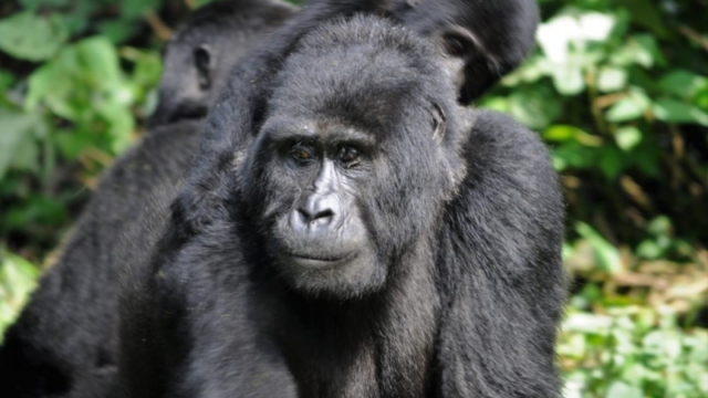Gorilla trekking in Bwindi Impenetrable Forest