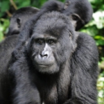 Gorilla trekking in Bwindi Impenetrable Forest