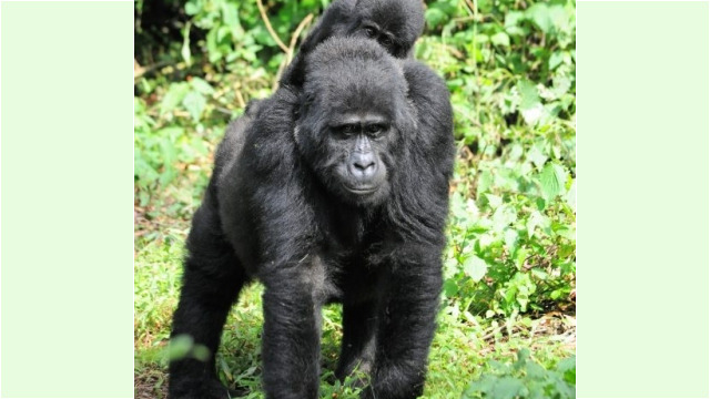 Gorilla trekking in Bwindi Impenetrable Forest