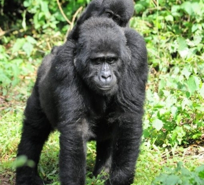 Gorilla trekking in Bwindi Impenetrable Forest