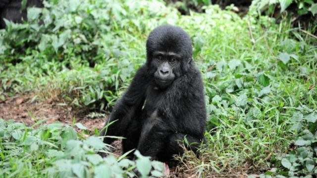 Gorilla trekking in Bwindi Impenetrable Forest