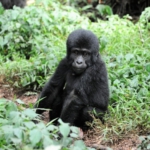 Gorilla trekking in Bwindi Impenetrable Forest