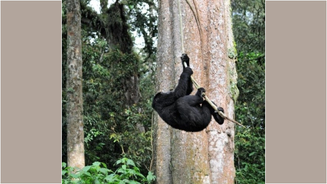 Gorilla trekking in Bwindi Impenetrable Forest