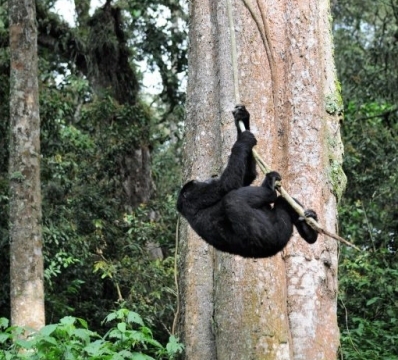 Gorilla trekking in Bwindi Impenetrable Forest