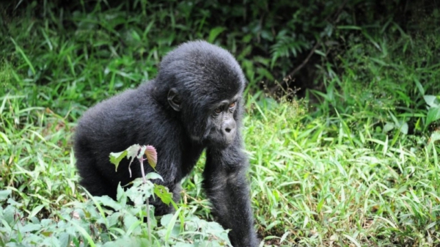 Gorilla trekking in Bwindi Impenetrable Forest