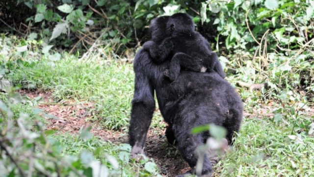 Gorilla trekking in Bwindi Impenetrable Forest