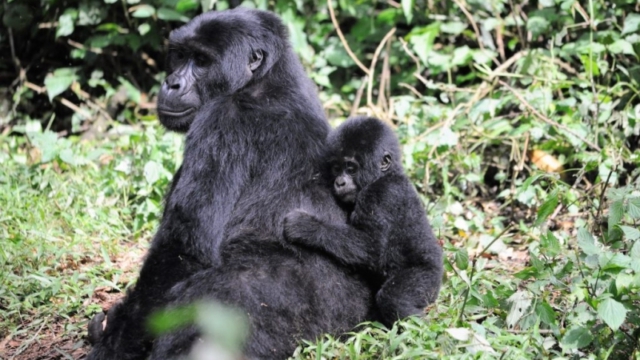 Gorilla trekking in Bwindi Impenetrable Forest