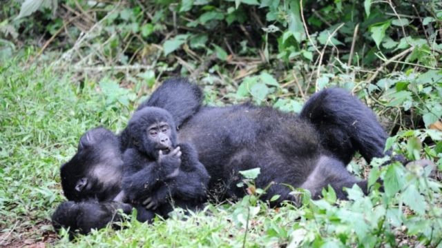Gorilla trekking in Bwindi Impenetrable Forest