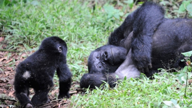 Gorilla trekking in Bwindi Impenetrable Forest
