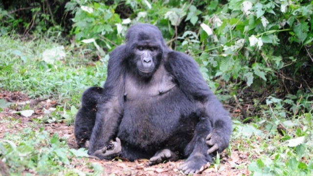 Gorilla trekking in Bwindi Impenetrable Forest