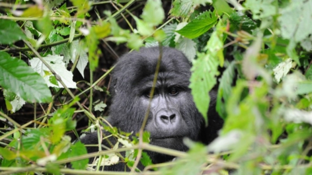 Gorilla trekking in Bwindi Impenetrable Forest