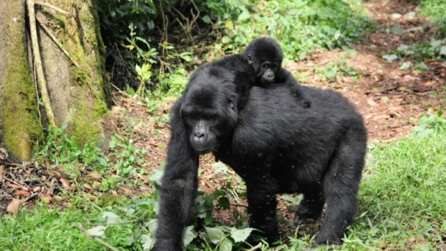 Gorilla trekking in Bwindi Impenetrable Forest