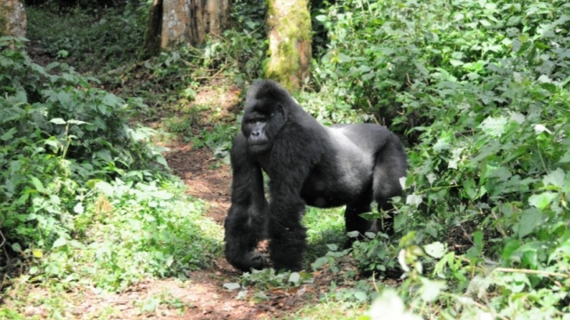 Gorilla trekking in Bwindi Impenetrable Forest