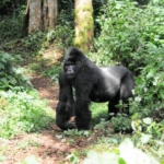 Gorilla trekking in Bwindi Impenetrable Forest