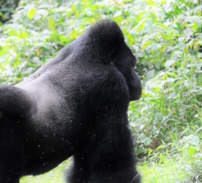 Gorilla trekking in Bwindi Impenetrable Forest