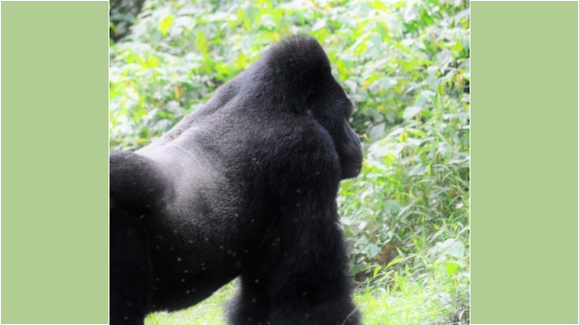 Gorilla trekking in Bwindi Impenetrable Forest