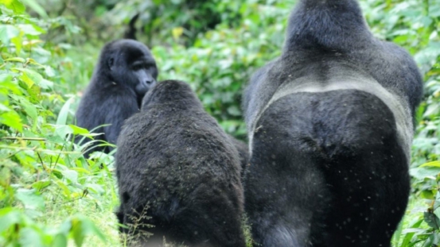 Gorilla trekking in Bwindi Impenetrable Forest