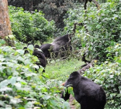 Gorilla trekking in Bwindi Impenetrable Forest