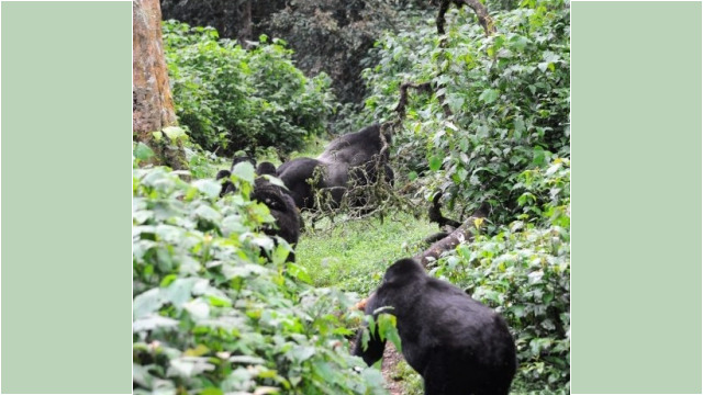 Gorilla trekking in Bwindi Impenetrable Forest