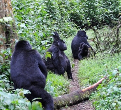 Gorilla trekking in Bwindi Impenetrable Forest