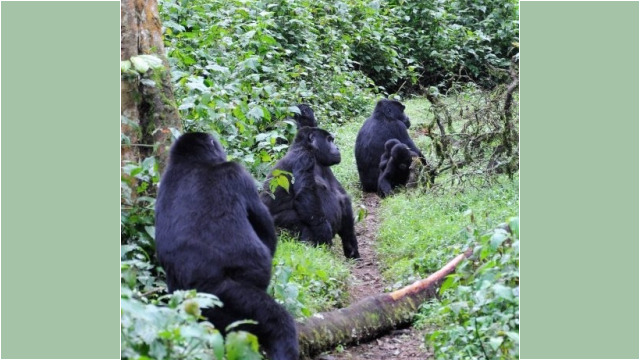 Gorilla trekking in Bwindi Impenetrable Forest