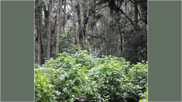 Gorilla trekking in Bwindi Impenetrable Forest