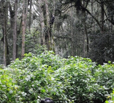 Gorilla trekking in Bwindi Impenetrable Forest