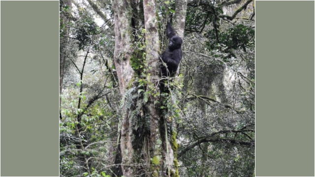 Gorilla trekking in Bwindi Impenetrable Forest