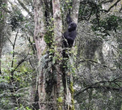Gorilla trekking in Bwindi Impenetrable Forest