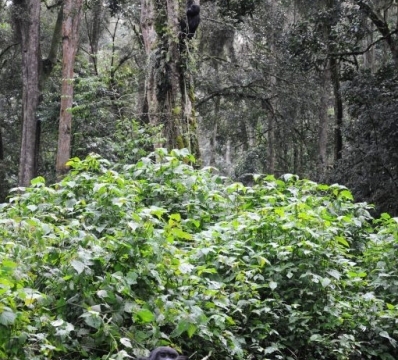 Gorilla trekking in Bwindi Impenetrable Forest