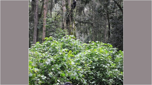 Gorilla trekking in Bwindi Impenetrable Forest