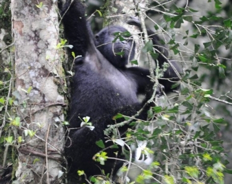 Gorilla trekking in Bwindi Impenetrable Forest