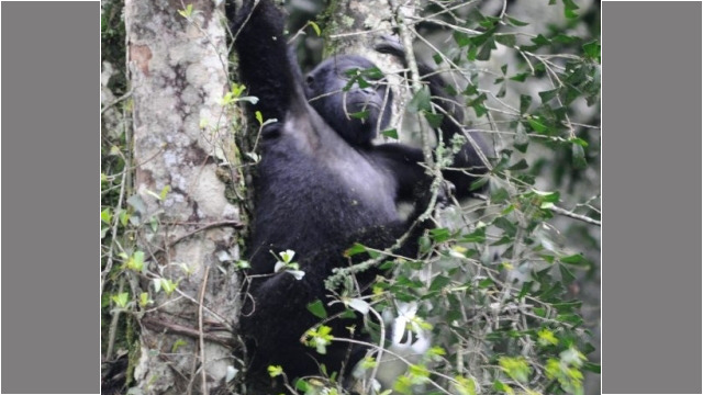 Gorilla trekking in Bwindi Impenetrable Forest