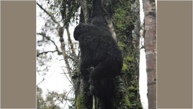 Gorilla trekking in Bwindi Impenetrable Forest