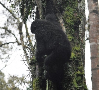 Gorilla trekking in Bwindi Impenetrable Forest