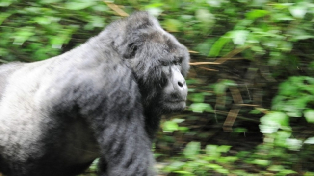 Gorilla trekking in Bwindi Impenetrable Forest