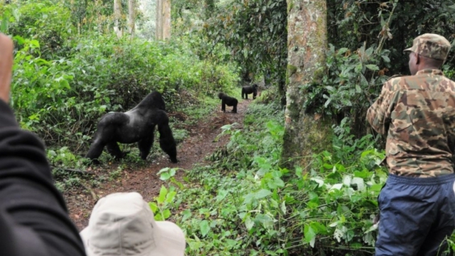 Gorilla trekking in Bwindi Impenetrable Forest