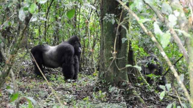 Gorilla trekking in Bwindi Impenetrable Forest
