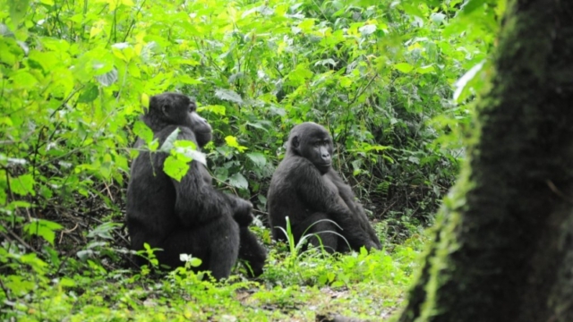 Gorilla trekking in Bwindi Impenetrable Forest