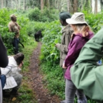 Gorilla trekking in Bwindi Impenetrable Forest