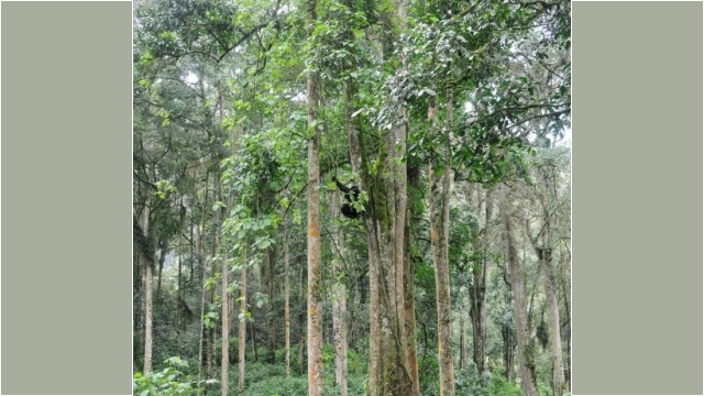 Gorilla trekking in Bwindi Impenetrable Forest