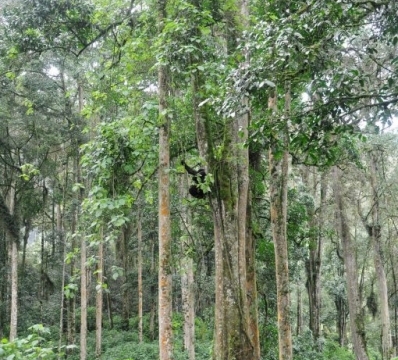 Gorilla trekking in Bwindi Impenetrable Forest