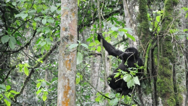 Gorilla trekking in Bwindi Impenetrable Forest
