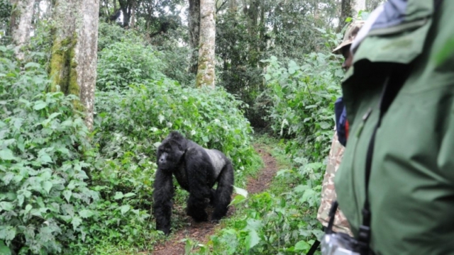 Gorilla trekking in Bwindi Impenetrable Forest