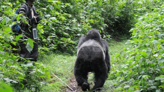 Julius, a researcher for Max-Planck Leipzig, and the silverback, Gorilla trekking in Bwindi Impenetrable Forest